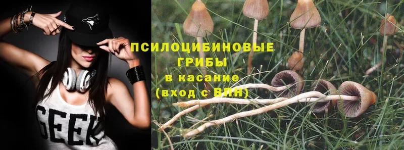 Галлюциногенные грибы Psilocybe  Беломорск 